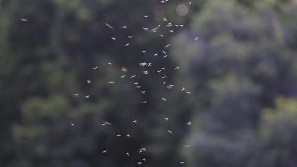 Rój komarów na tle ciemnych drzew — Wideo stockowe