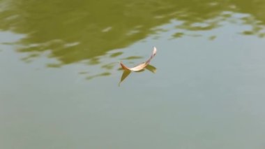 Turuncu yaprak mavi-yeşil suda yüzer. Yakın plan.