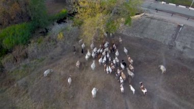 Renkli inekler yol köprüsünün altındaki bir ağaç için çayırlarda yürürler. Hava görünümü