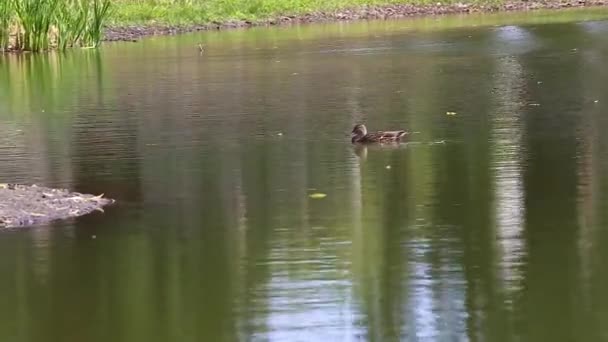 Divoká kachna plave ve vodě jezera. Žluté listy padají do vody — Stock video