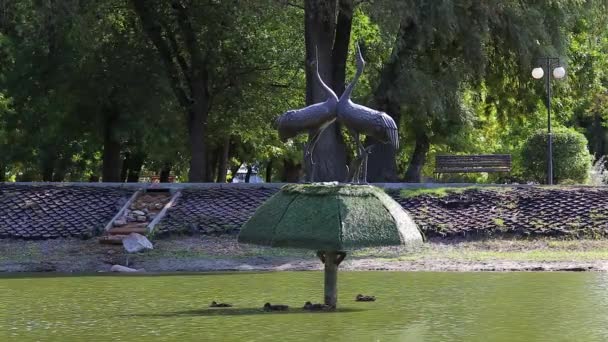 Дикие утки плавают под памятником двум журавлям — стоковое видео
