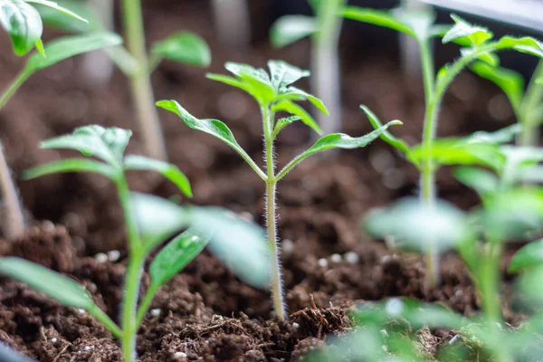 Evde domates fideleri yetiştiriyorum. Yakın plan bitkilerin küçük filizleri