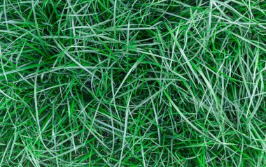 Yeşil çimenler. Üst görünüm.