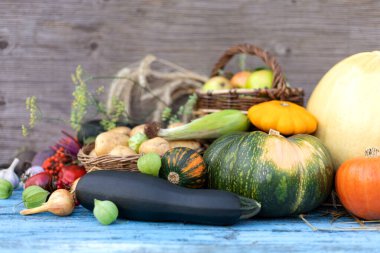 Ahşap bir arka planda sonbaharda sebzelerin yaşamı. Sonbaharda hasat et. Şükran Günü. Mavi ahşap masa balkabağı, patatesler, mısır ve diğer sebzelerle süslenmiş.