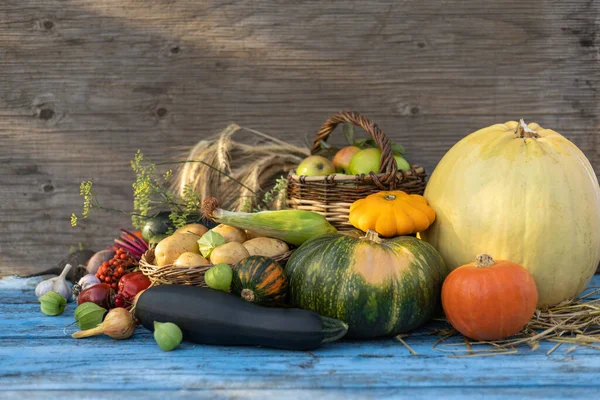 Autumn still life of vegetables on a wooden background. Harvest in autumn. Thanksgiving. Blue wooden table decorated with pumpkins, patissons, corn and other vegetables