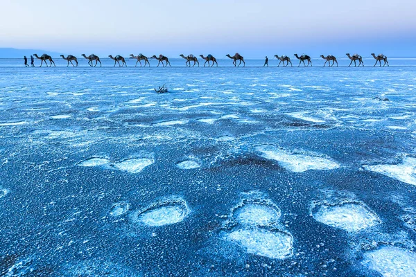 Караван Верблюдами Закат Над Далол Соляные Равнины — стоковое фото