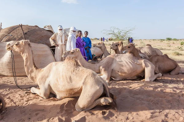 Mercado Camelos Comércio Justo — Fotografia de Stock