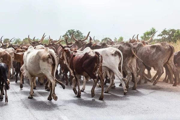 horned cow herd on the road