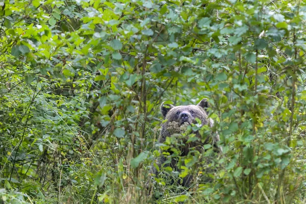 Urso marrom selvagem na floresta — Fotografia de Stock