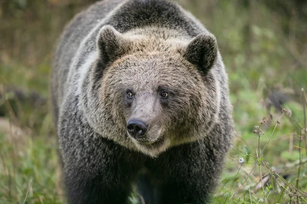 Дикий коричневий ведмідь у лісі — стокове фото