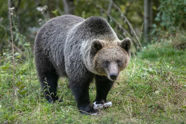 Orso bruno selvatico nella foresta — Foto Stock