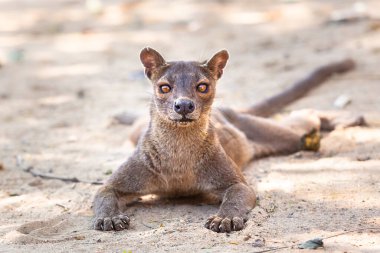 Endemik Madagaskar fossası yerde. Yüksek kalite fotoğraf