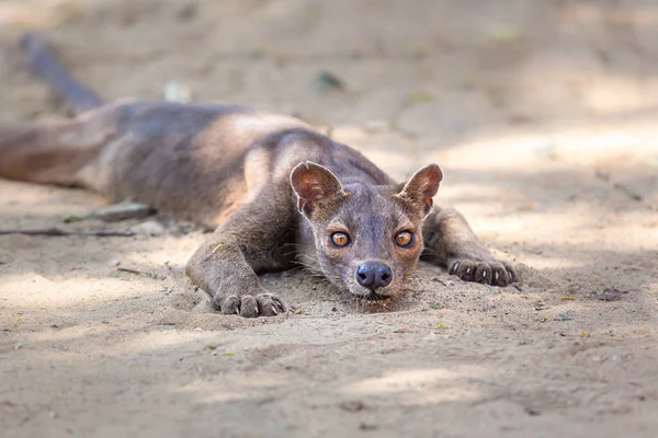 Endémique Madagascar Fossa Sur Terrain Photo Haute Qualité — Photo