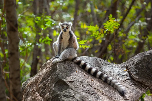 Lémur Cola Anillada Parque Nacional Salvaje Ranomafana Madagascar — Foto de Stock