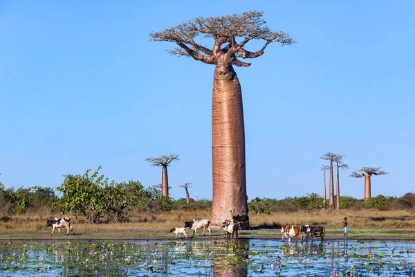 Manada Vacas Cerca Del Callejón Baobab Lirios Agua Estanque —  Fotos de Stock