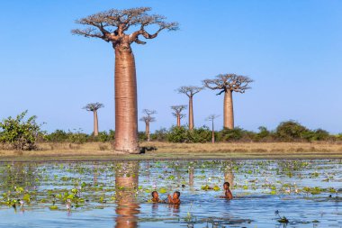Afrikalı çocuklar Baobab sokağının yakınındaki gölde yüzerler. 