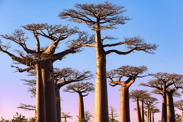 Puesta de sol en el callejón Baobabs Morondava Madagascar —  Fotos de Stock