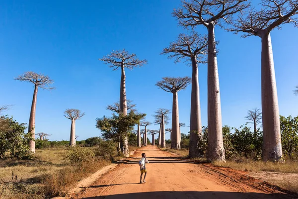 Niño africano en callejón baobab —  Fotos de Stock