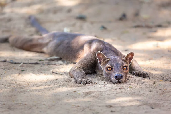 Endémique Madagascar Fossa Sur Terrain Photo Haute Qualité — Photo