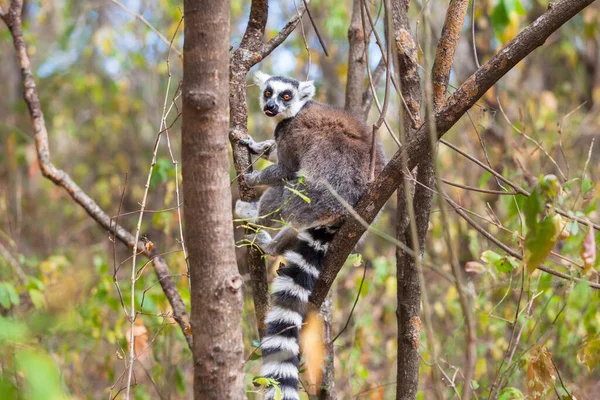 Lémurien Queue Cerclée Dans Parc National Sauvage Ranomafana Madagascar — Photo