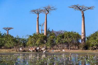 Baobab sokağındaki inek sürüsü. Göldeki zambaklar..