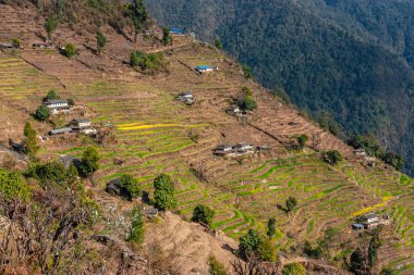 Green hills with rice terraces. Nepal Himalayas 