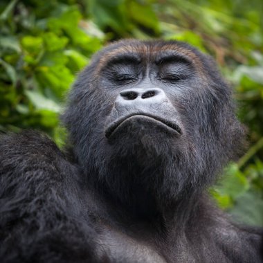 Gorilla in wilderness Democratic Republic of Congo  clipart