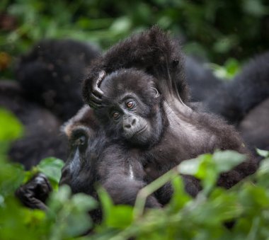 baby gorilla in Congo rainforest  clipart