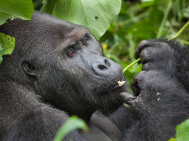 Gorilla in wilderness Democratic Republic of Congo  clipart