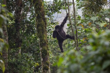 baby gorilla in Congo rainforest  clipart