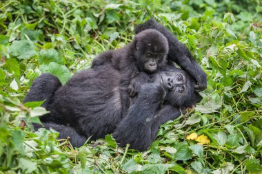 Mother and baby Gorillas playing in wilderness clipart