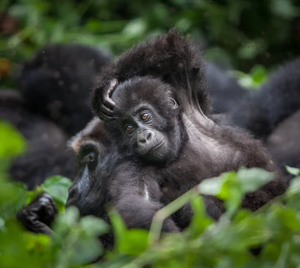 Bebé gorila en la selva del Congo — Foto de Stock