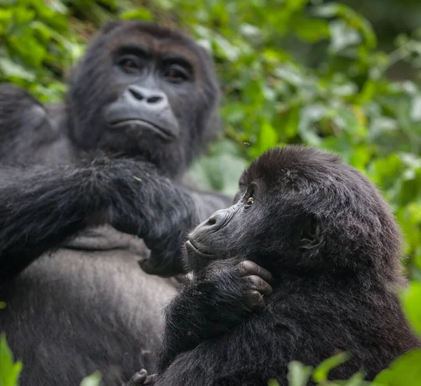 Mutter und Gorillababy in der Wildnis — Stockfoto