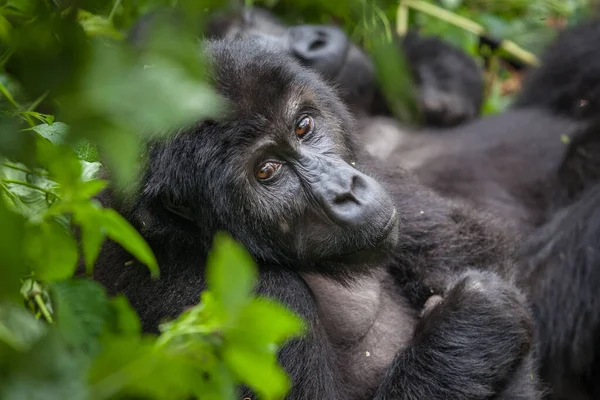 Gorille en pleine nature République démocratique du Congo — Photo