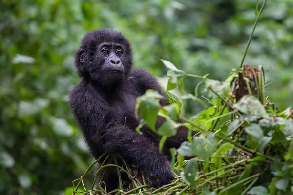 Bebé gorila en la selva del Congo — Foto de Stock