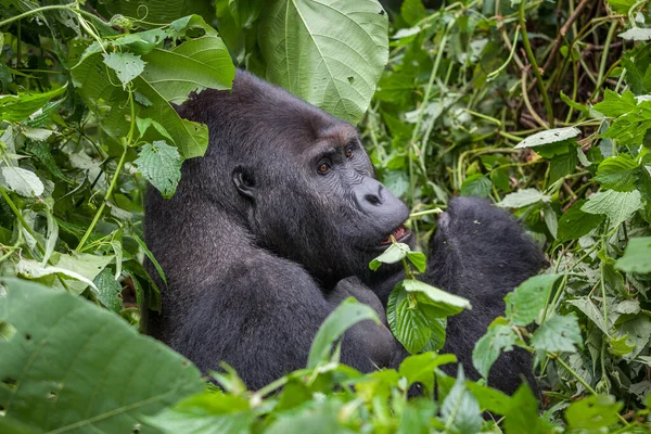 Gorille en pleine nature République démocratique du Congo — Photo