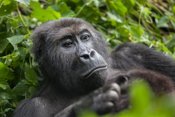 Gorille en pleine nature République démocratique du Congo — Photo