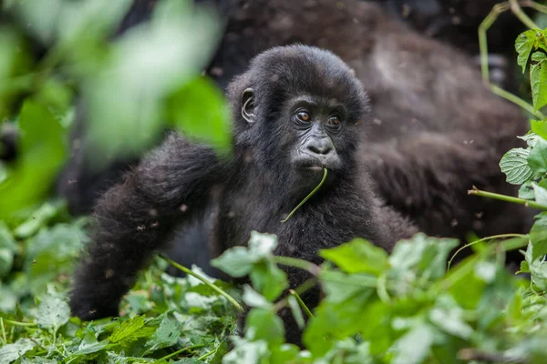 Bebé gorila en la selva del Congo — Foto de Stock