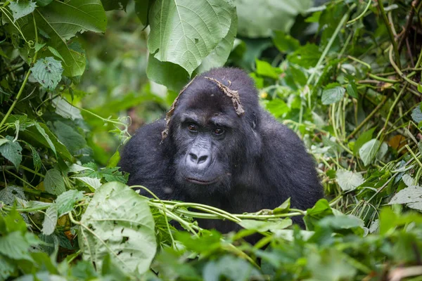 Gorilla in der Wildnis Demokratische Republik Kongo — Stockfoto