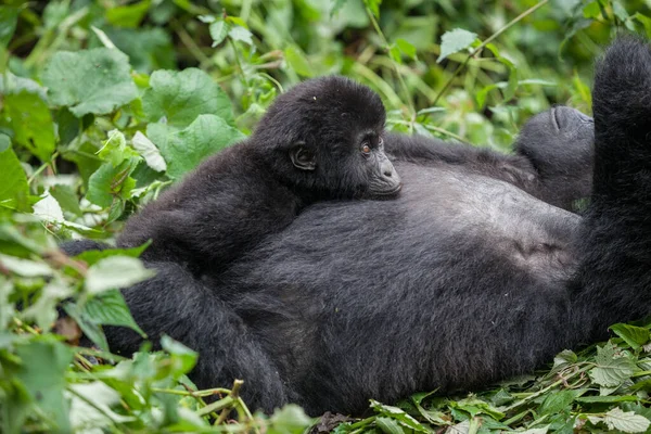 Mère et bébé gorilles jouer dans la nature sauvage — Photo