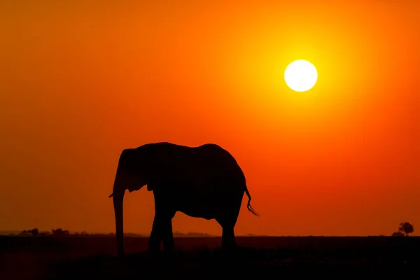 African elephant silhouette at sunset — Stock Photo, Image