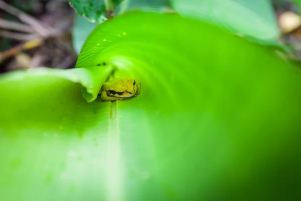 Kleine boomkikker in bananenblad — Stockfoto