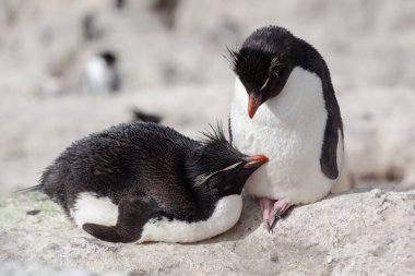 Kayalık sahilde oturan penguenler