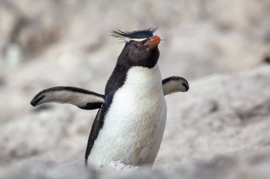 penguin sitting on the rocky beach clipart