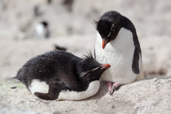 Pinguins sentados na praia rochosa — Fotografia de Stock