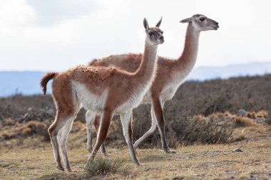 Torres del Paine Ulusal Parkı 'nda vahşi guanaco
