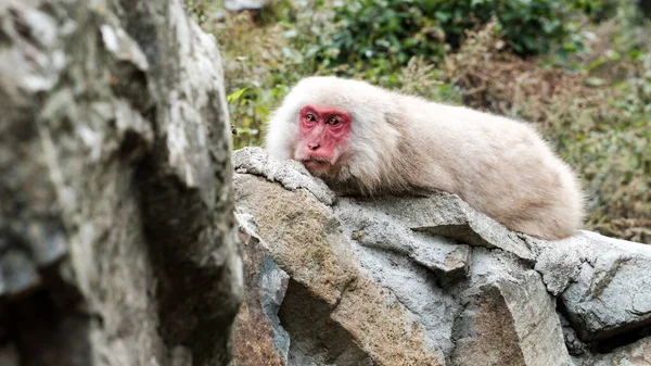A snow monkey that just open his eyes from a nap, lying on a rock, looking forward...