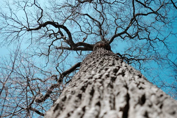 A bare tree trunk in an unusual perspective towards the empty, dry canopy and blue sky.