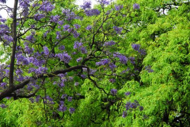 Baharda Jakaranda çiçekler