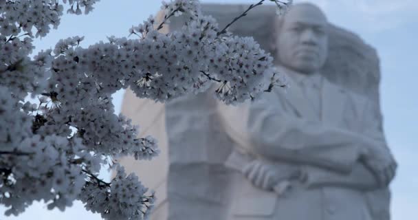 Martin Luther King Kiraz Çiçekleri Alacakaranlıkta — Stok video